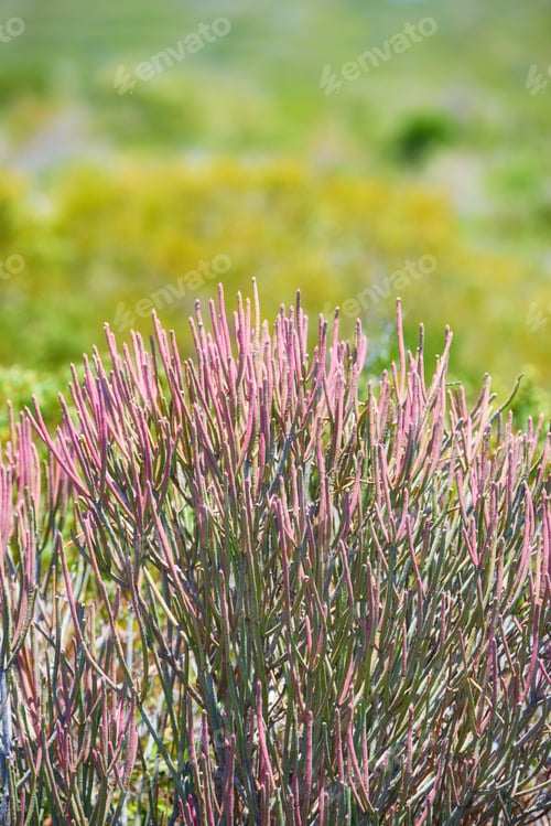Preview: Flowers, plants and trees on mountain side in South Africa