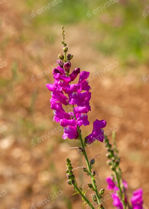 Preview: Vibrant anthirrinum tortuosum purple flower blooming in a lush green field of grass