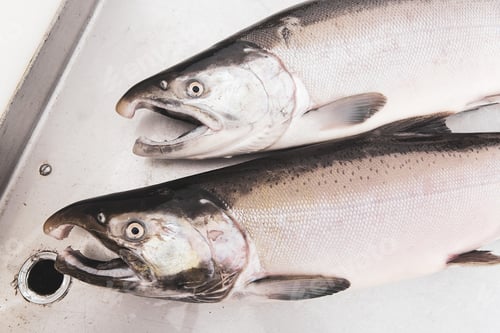 Preview: Fresh caught Alaskan coho salmon