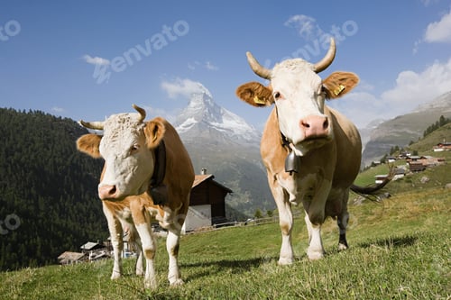 Preview: Two cows on a hillside