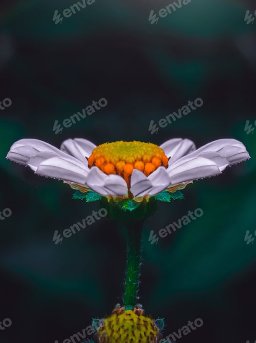 Preview: Closeup shot of a beautiful white-petaled flower on a blurred background
