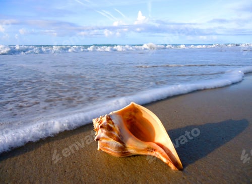 Preview: Conch shell seashell laying on the beach just beyond the reach of the surf in the morning