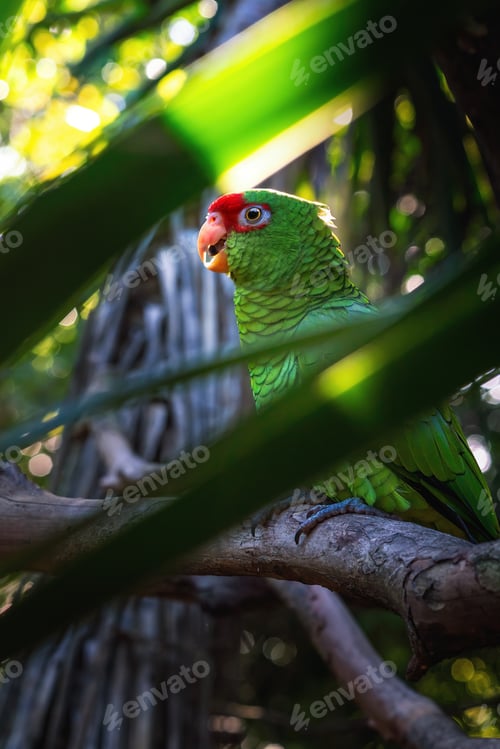 Preview: Red-spectacled Amazon Parrot (Amazona pretrei)