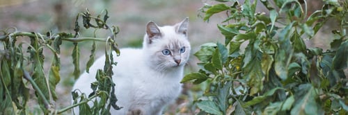 Preview: Fluffy white cat with blue eyes exploring green garden surrounded by withered