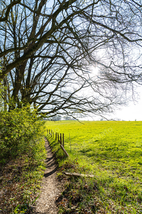 Preview: Scenic pathway surrounded by shrubbery and vibrant greenery.
