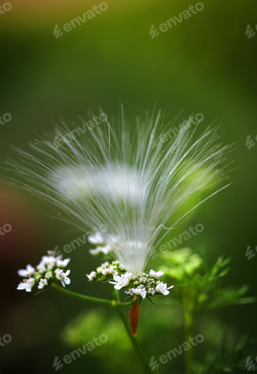 Preview: Fluff seeds float with the summer breeze
