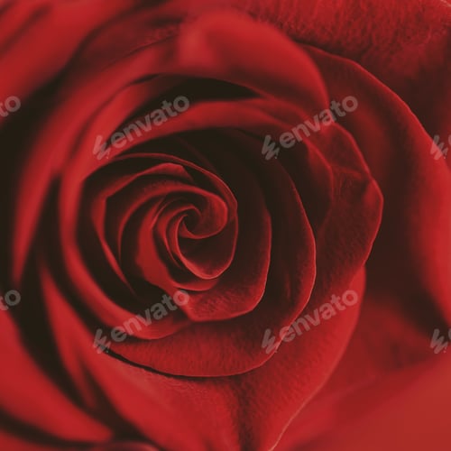 Preview: Red rose on red background