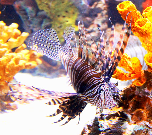 Preview: Picturesque underwater world with coral reefs