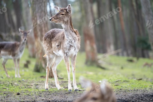 Preview: Beautiful shot of a deer in the forest on a sunny day