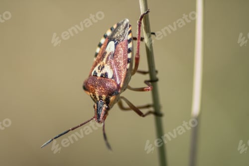 Preview: Macro shot of a bug on a plant