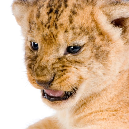 Preview: Lion Cub's c