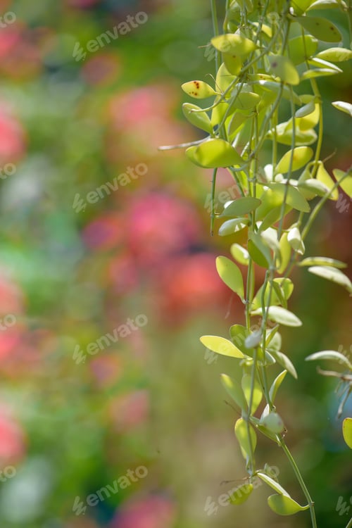 Preview: flowers