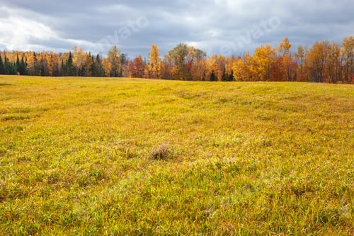 Preview: Trees in autumn color alongside a field of grass in northern Minnesota on partly cloudy day