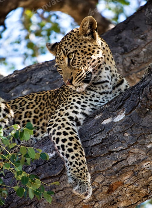 Preview: A Scenic South Africa Wildlife pictures