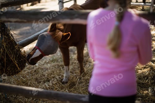 Preview: Girl feeding the horse in the ranch