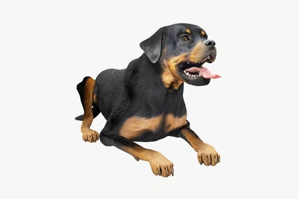 Preview: Recumbent rottweiler with open mouth