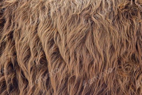Close-up of Natural Brown Animal Fur Texture