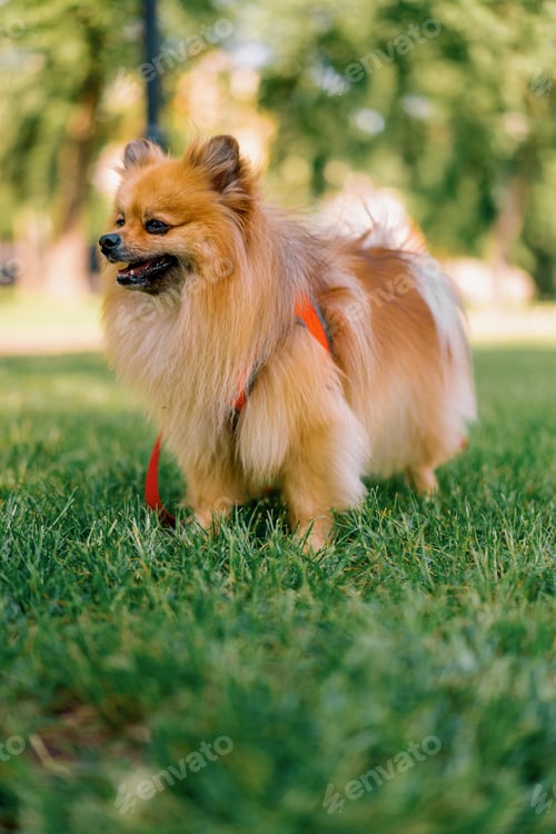 Preview: portrait of a small red-haired cute fluffy pomeranian spitz dog walking in the park
