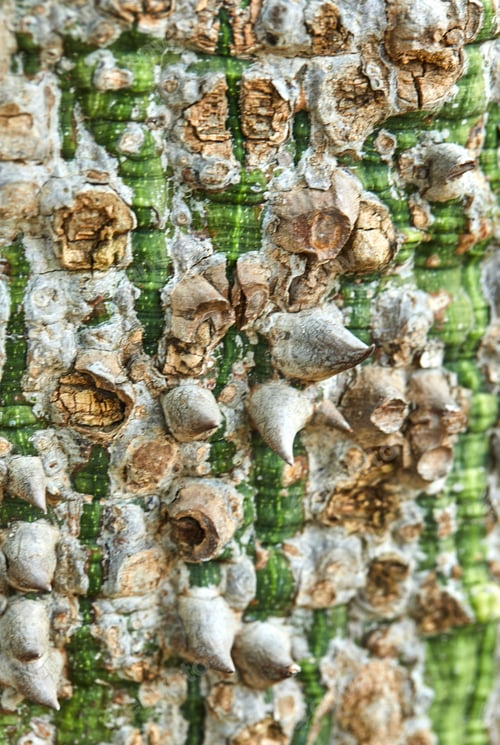 Preview: Tree bark in green brown tones