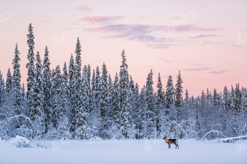 Preview: Reindeer at Christmas in the frozen cold snow covered winter landscape in Lapland in Finland