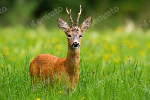 Preview: Roe deer buck with antlers facing camera standing in fresh green grass in summer