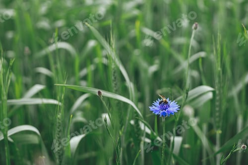 Preview: Bee pollinating wildflowers in summer field. Bee sitting on cornflower close up