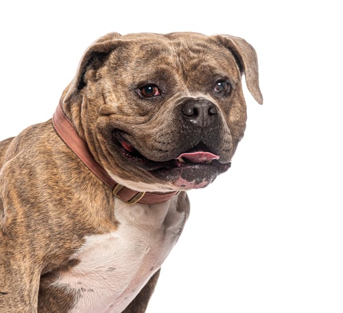 Preview: Bull terrier dog panting and wearing a collar