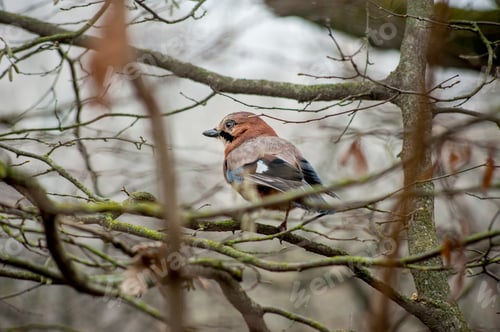 Preview: Eurasian Jay ,Garrulus glandarius, sits on branches almost without leaves in an forest
