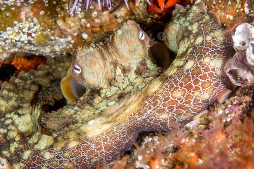 Preview: Octopus resting in crevice