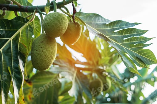 Preview: Fruits that are born naturally with sunlight