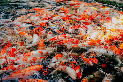 Preview: Top view of carp or crap fish in the pond with black background. Bird eye view top view of the beaut
