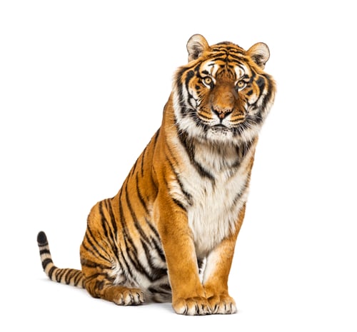 Preview: Tiger isolated