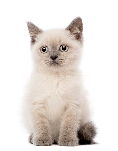 Preview: Portrait of British Shorthair Kitten sitting, 10 weeks old, against white background