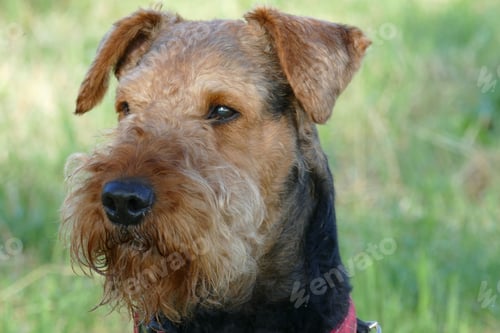 Preview: dog, pet, terrier, dogs