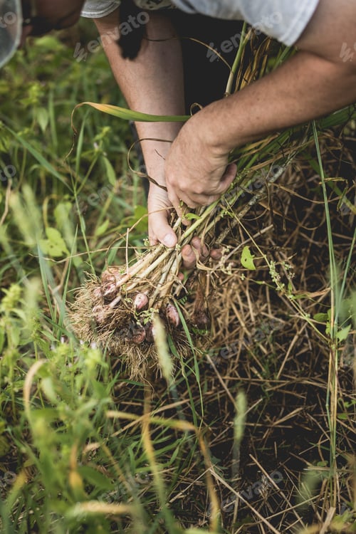 Preview: Handful of Freshly Picked Garlic in the Field