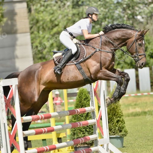 Preview: Show Jumping