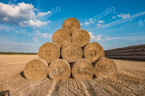Preview: huge straw pile of Hay roll bales on among harvested field. cattle bedding