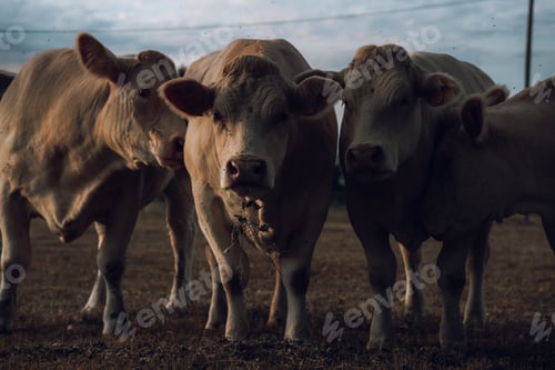 Preview: Four Cows