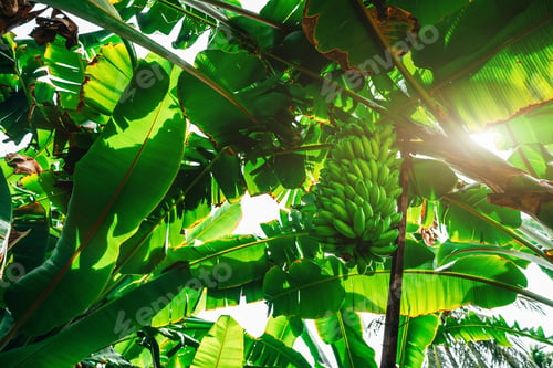 Preview: Rainforest with the hand of bananas