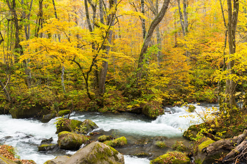 Preview: Oirase Stream in fall