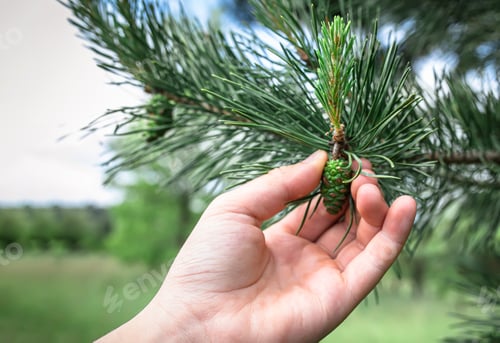 Preview: young green bump on branches of pine growing in forest. Male cones of a pine. Collect pine shoots
