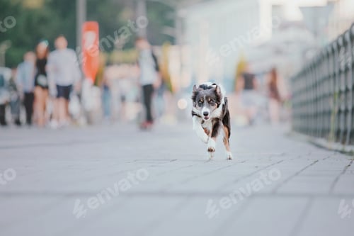 Preview: Border collie dog at the city walk. Dog in town