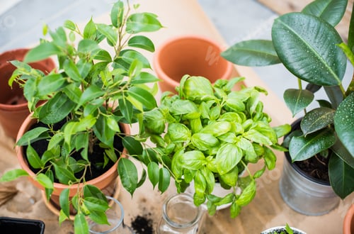Preview: Natural Plants In Pots, Green Garden On A Balcony. Urban Gardening, Home Planting.