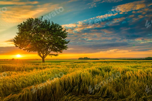 Preview: Wide angle shot of a single tree growing under a clouded sky during a sunset surrounded by grass