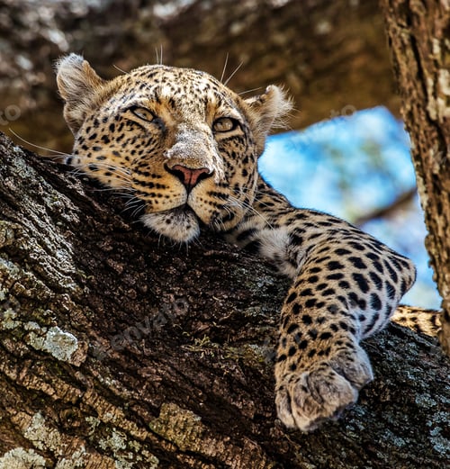 Preview: A Beautiful and Breathtaking wildlife in the World