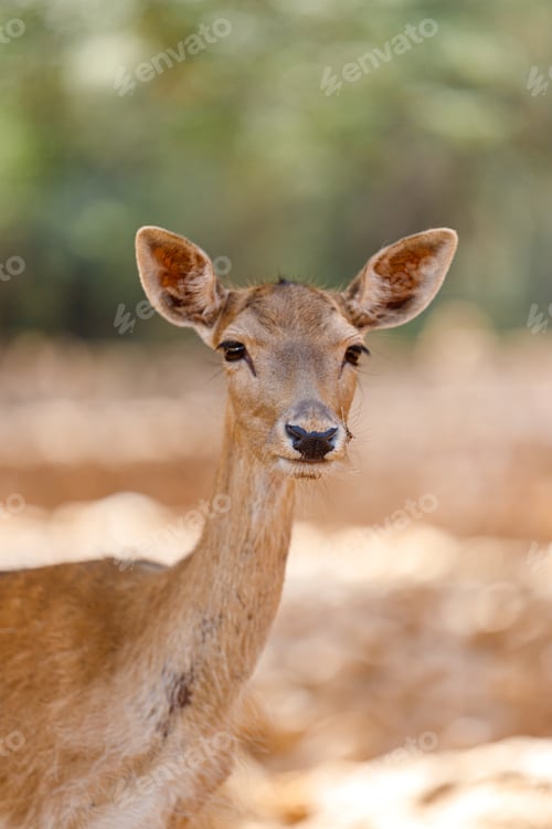 Preview: A Fawn is looking at camera. Deer
