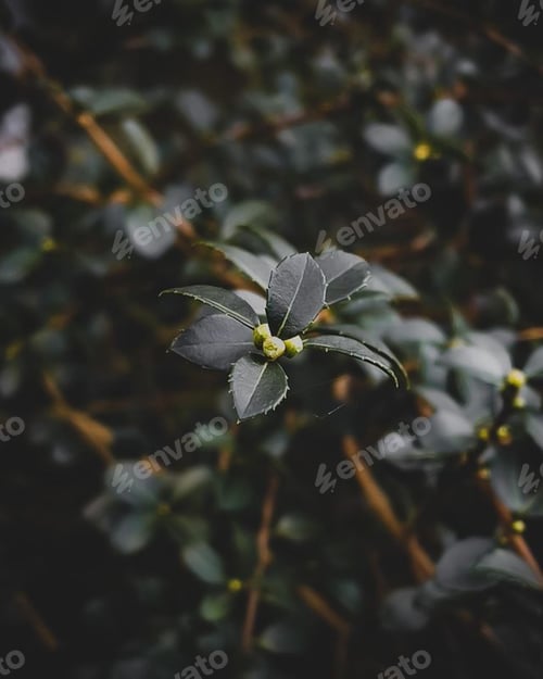 Preview: Plant