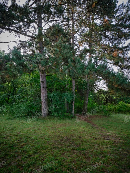 Preview: Trees in Rusovce Village park, Slovakia