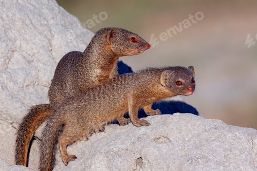 Preview: Slender Mongoose - Botswana