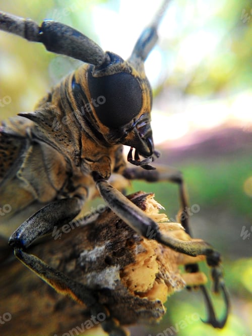 Preview: Asian longhorn beetle,Cerambycidae